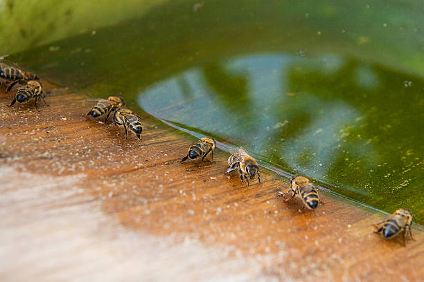 istock Bees drinking water at the summer. 612508634
