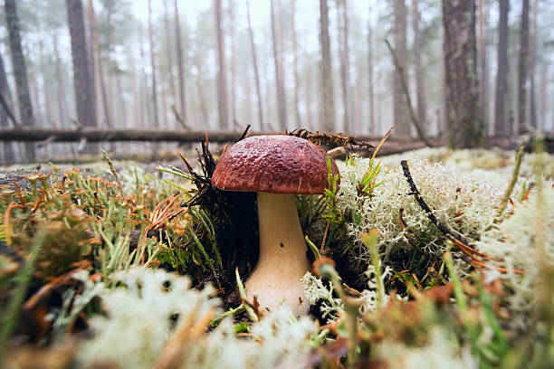 borovik en el bosque brumoso - pokachi fotografías e imágenes de stock