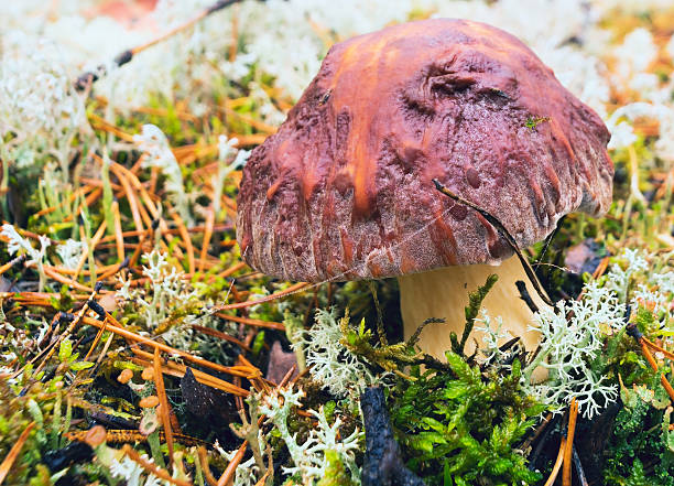 borovik en el primer plano del rocío - pokachi fotografías e imágenes de stock