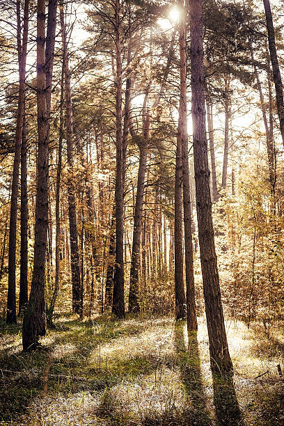 istock Veiw of a sunny forest 612509000