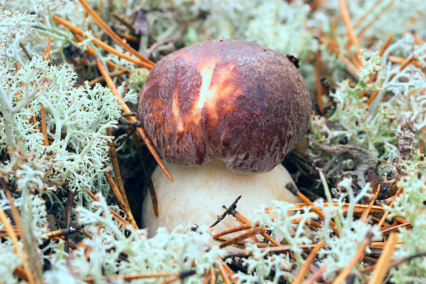cogumelo branco jovem de perto - pokachi - fotografias e filmes do acervo