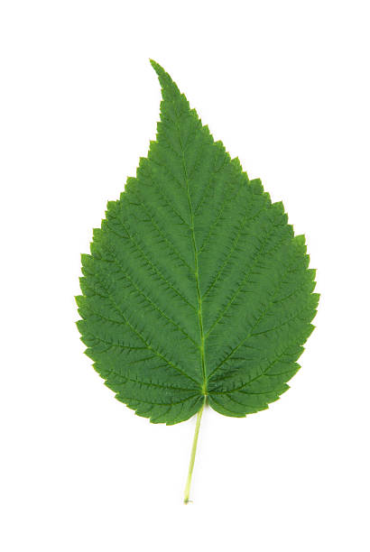 One leaf stock photo