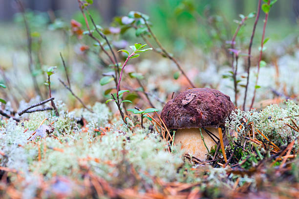 cogumelo branco em uma clareira florestal - pokachi - fotografias e filmes do acervo