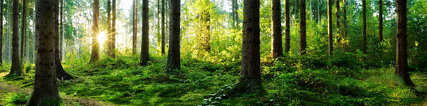 istock Beautiful sunrise in the forest 612509528
