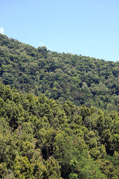 istock Generic vegetation and blue sky, trees and plants 612509582
