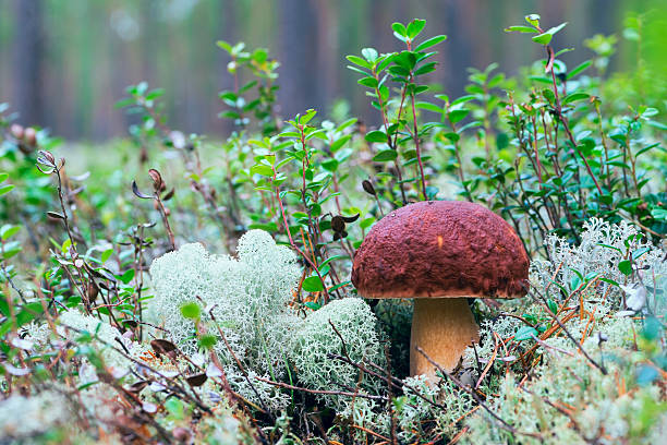 숲속의 버섯 - pokachi 뉴스 사진 이미지