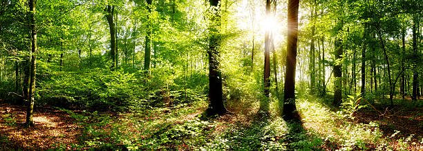 istock Beautiful sunrise in the forest 612510032