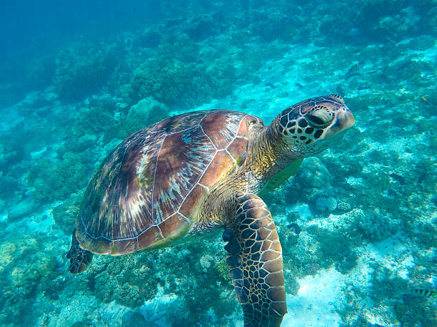 Green turtle swimming in the sea Sea turtle in blue water. Green sea turtle close photo. Lovely sea turtle closeup.  Snorkeling with turtle. Philippines snorkeling spot - Apo island. Tropical sea life apo island stock pictures, royalty-free photos & images