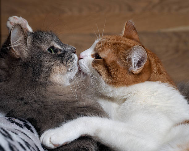 istock I love cats. Tenderness, kiss two cats 612510232