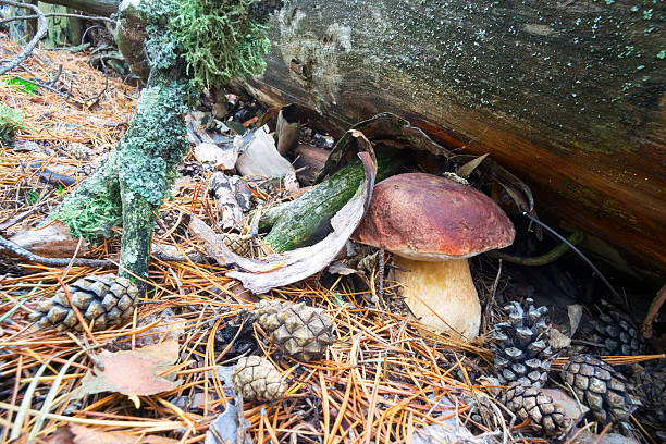 fungo branco cresceu sob um tronco - pokachi - fotografias e filmes do acervo