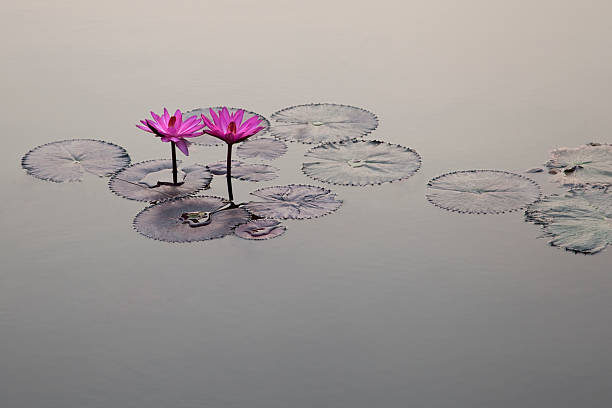 istock Pink Water Lilies on  Water 612511478