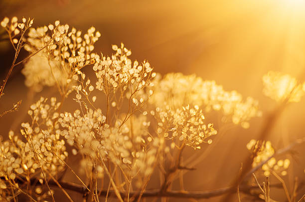 istock Autumn sunset plant 612512298