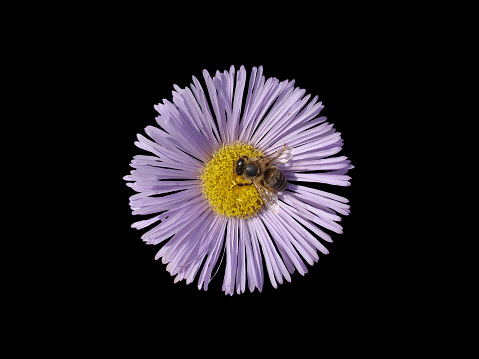 Erigeron (seaside daisy) purple with yellow center flower with bee isolated on black.