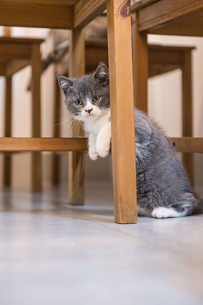 istock British Shorthair, kitten, shot indoors 612512380