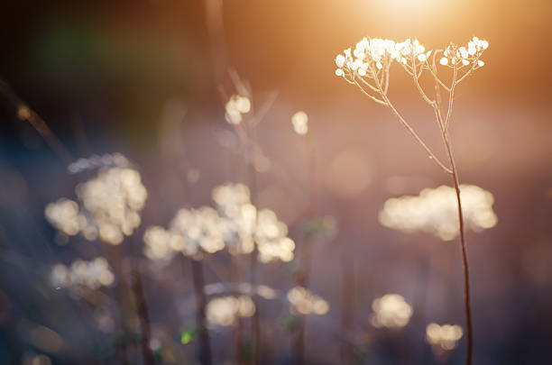 istock Autumn sunset plant 612512406