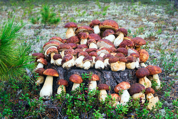 setas recogidas tumbadas en un tocón en el bosque - pokachi fotografías e imágenes de stock