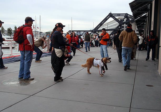 roupa de cachorro em giants assiste jogo do lado de fora do parque - number 1 sports uniform number baseball - fotografias e filmes do acervo