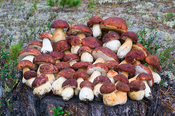 숲속의 그루터기에 누워 있는 버섯 수집 - pokachi 뉴스 사진 이미지