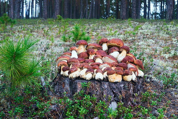 setas recogidas tumbadas en un tocón en el bosque - pokachi fotografías e imágenes de stock