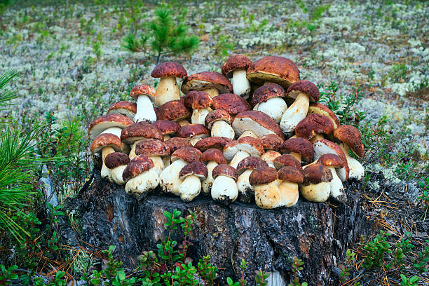 숲속의 그루터기에 누워 있는 버섯 수집 - pokachi 뉴스 사진 이미지
