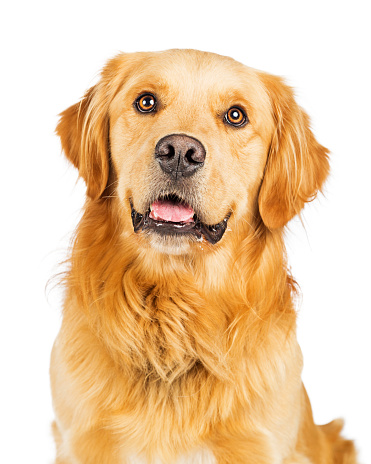Closeup portrait of a happy and smiling Golden Retriever dog over white