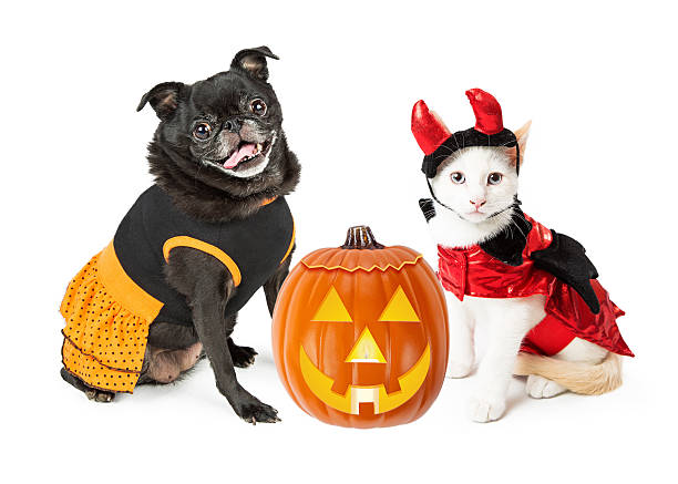 istock Halloween Kitten and Dog With Pumpkin 612514666