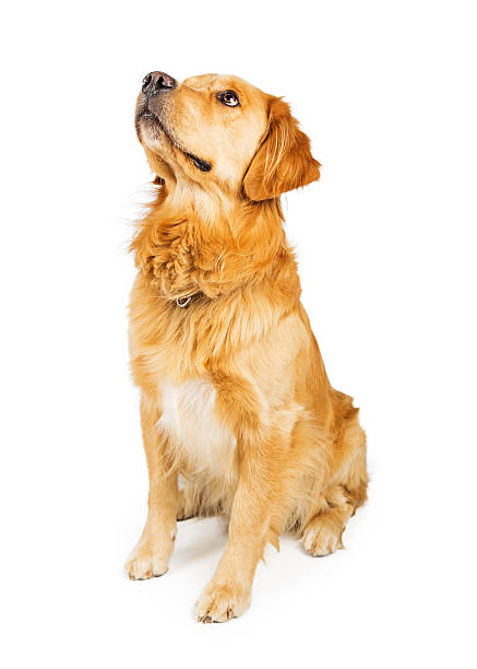 istock Golden Retriever Dog Sitting on White Looking Up 612514694