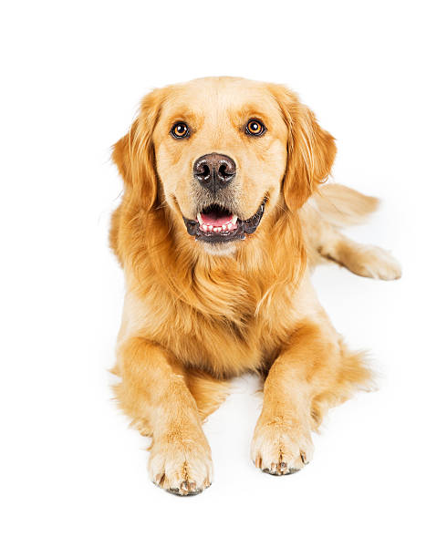 istock Friendly Golden Retriever Dog Lying on White 612514864