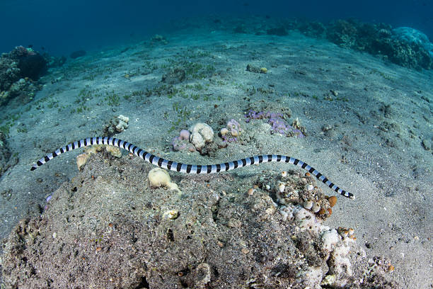 istock Banded Sea Snake and Sandy Seafloor 612514944