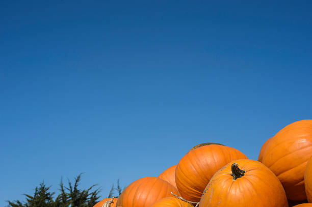 istock Freshly Harvested Pumpkins Stacked in Trailer 612514954