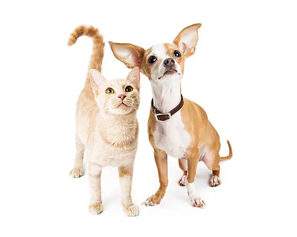Cute Chihuahua dog and orange tabby kitten together over white, looking up in same direction
