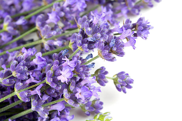 istock bunch of lavender isolated on white 612515272