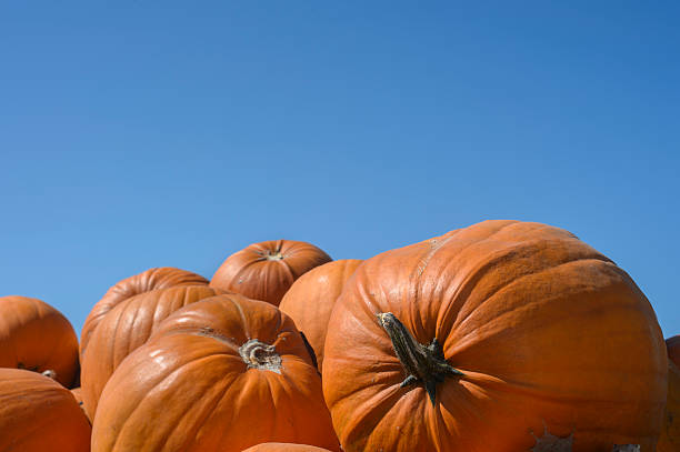 istock Freshly Harvested Pumpkins Stacked in Trailer 612515348
