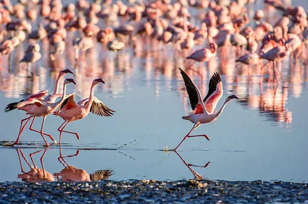 Photo of Flock of Wild Lesser Flamingos On Lake Nakuru