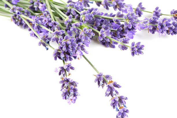 istock bunch of lavender isolated on white 612516392