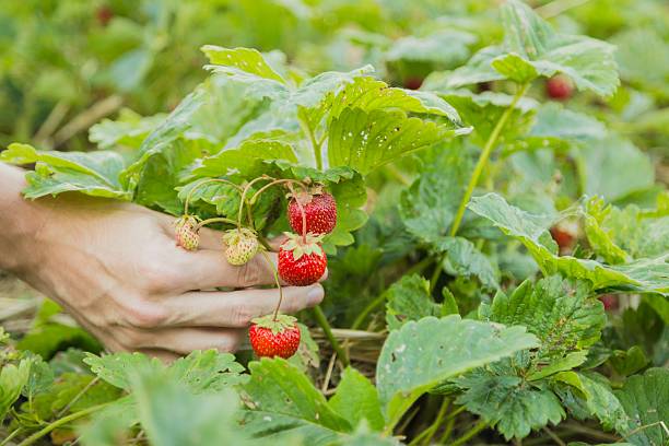 istock Human hand showing strawberry on the bush 612517838