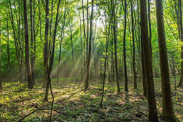 istock Rays of light in the forest 612518084