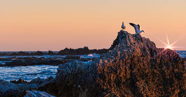istock Suagulls on a rock with flare 612520792