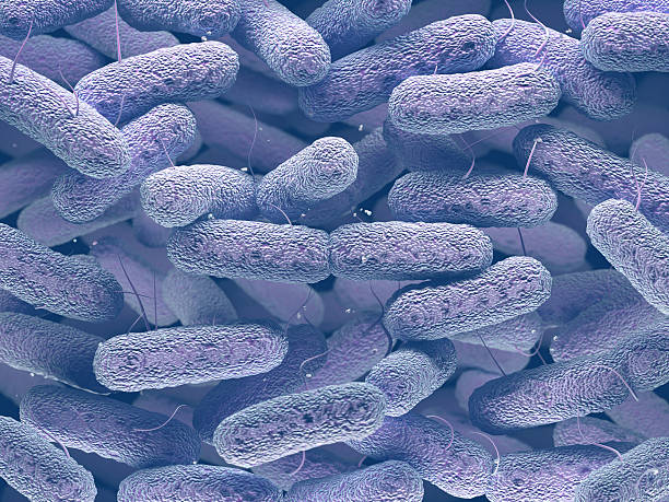 enterobacteriaceae bacteria family - colorazione di gram foto e immagini stock