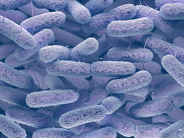 Enterobacteriaceae Bacteria Family Enterobacteriaceae: large family of Gram-negative bacteria that includes many of the more familiar pathogens, such as Salmonella and Escherichia coli. enterobacteria stock pictures, royalty-free photos & images