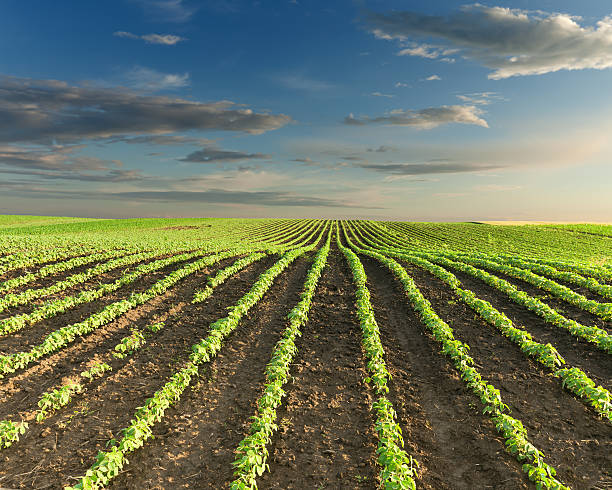 istock Beautiful soybean fields at idyllic sunny day 612521320