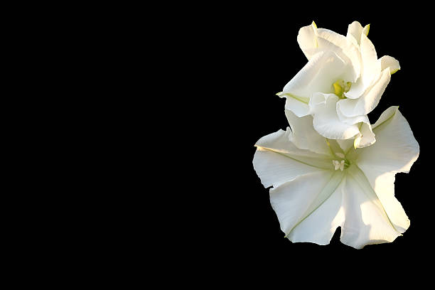 Moonflower (Ipomoea alba L.). Edible flower on Black background