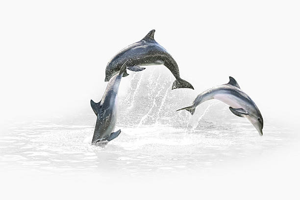 Three Dolphin jumping Three grey dolphins jumping in the water playing with each other. Isolated on white background with water in the background. cetacea stock pictures, royalty-free photos & images