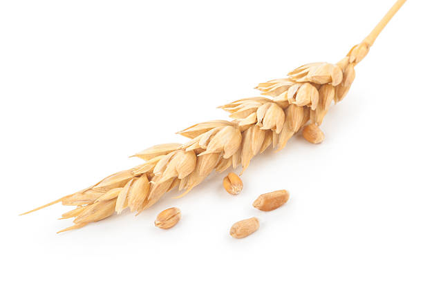 istock Ear of wheat 612523956