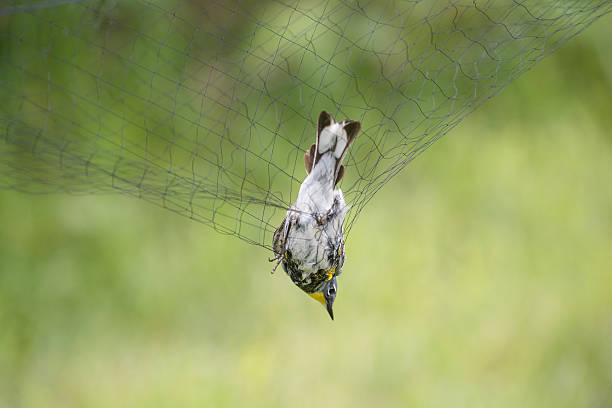 istock Yellow-rumped Warbler in the net 612525290