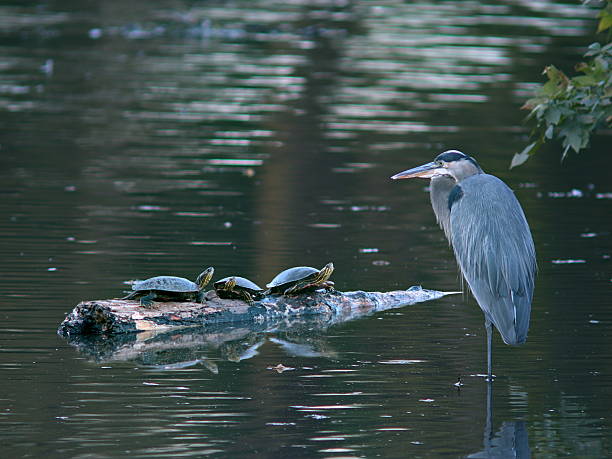 istock Great Blue Heron with Three Turtles in a Pond 612614866