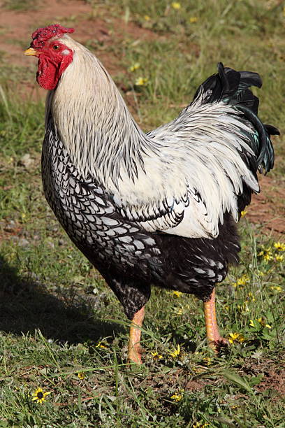 istock Wyandotte rooster 612614952