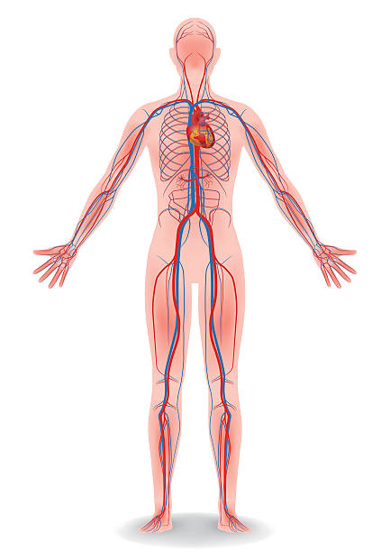 ilustraciones, imágenes clip art, dibujos animados e iconos de stock de cuerpo humano y sistema circulatorio, diagrama vectorial - sistema cardiovascular