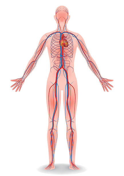 человеческое тело и кровеносная система, векторная диаграмма - human cardiovascular system human heart human vein blood flow stock illustrations