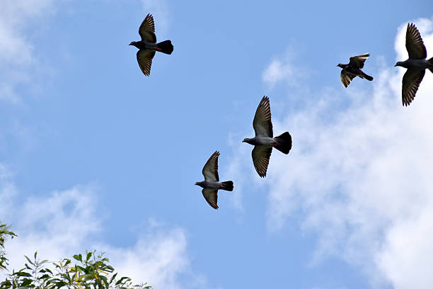 istock Pigeons fly in the sky. 612617582